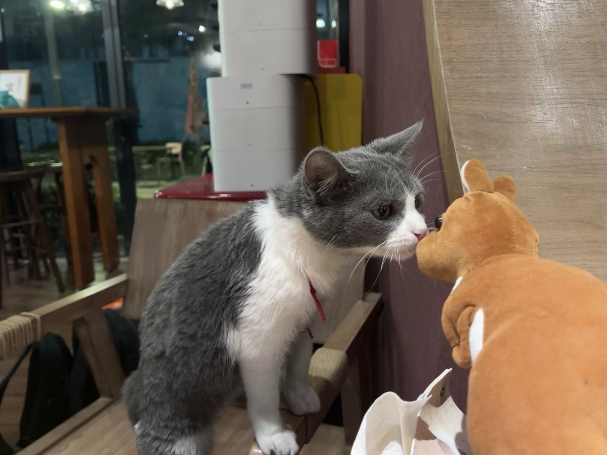 tichise's tweet image. #M5Stack オフィス近くにあるレストランの猫が可愛い！