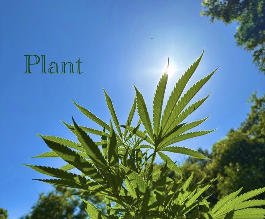 WeedVet's tweet image. …so for someone who drinks….

…I consumed about 800mg of THC laden cookies last night….

High as a giraffe ass….

     …. about the equivalent of drinking a fifth of rum but no urge to kill… 

just giggling looking at real estate listings well past midnight with Mrs…