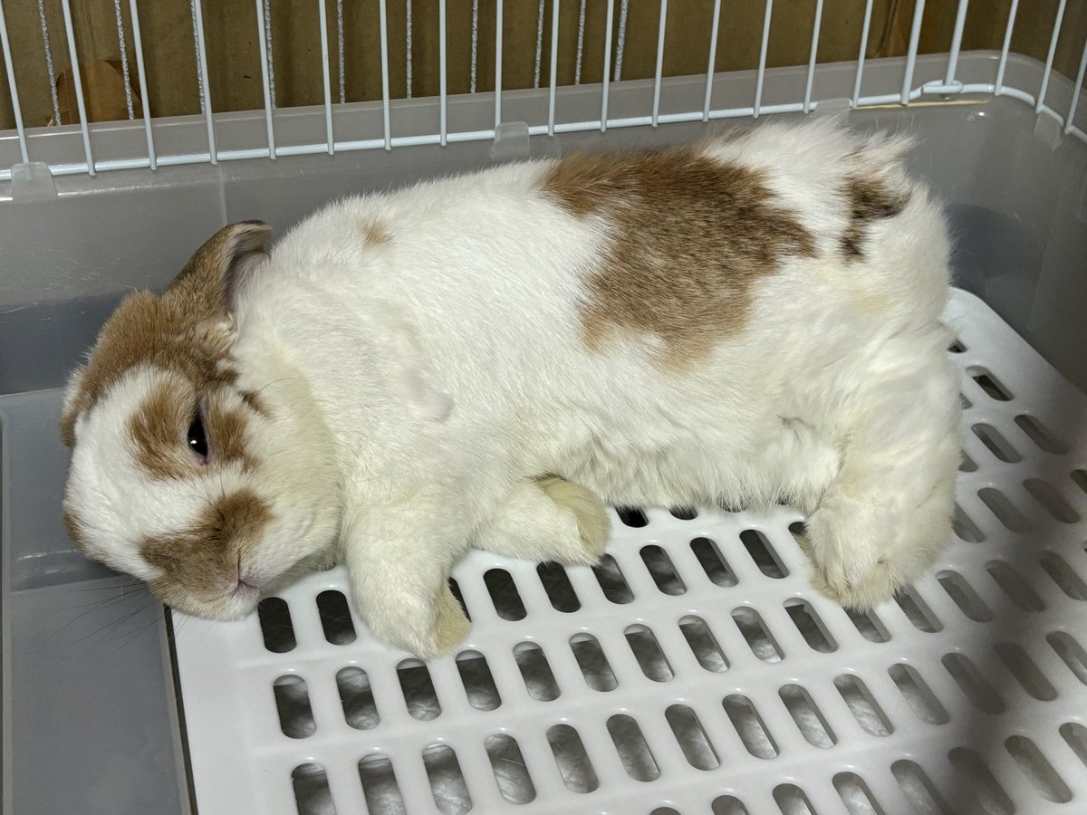 maruboo_0323's tweet image. 🐰ねむねむ…💤