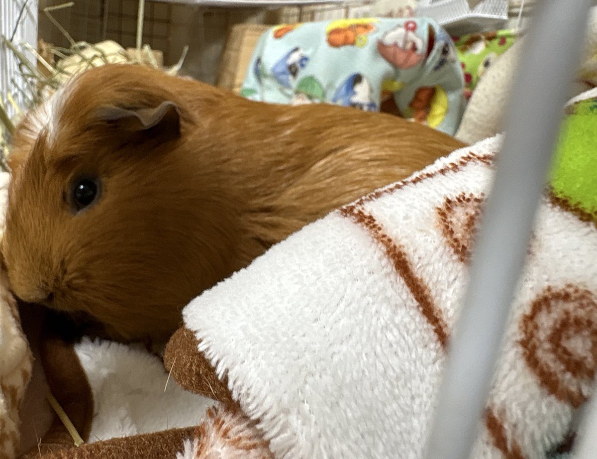 🎀くれぴ (✿´꒳` )

おやすみー(*˘ ˘*)☾⋆·̩͙⑅*
またあしたねー