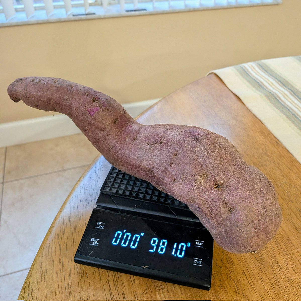 jonaircon's tweet image. gotta be my biggest sweet potato yet