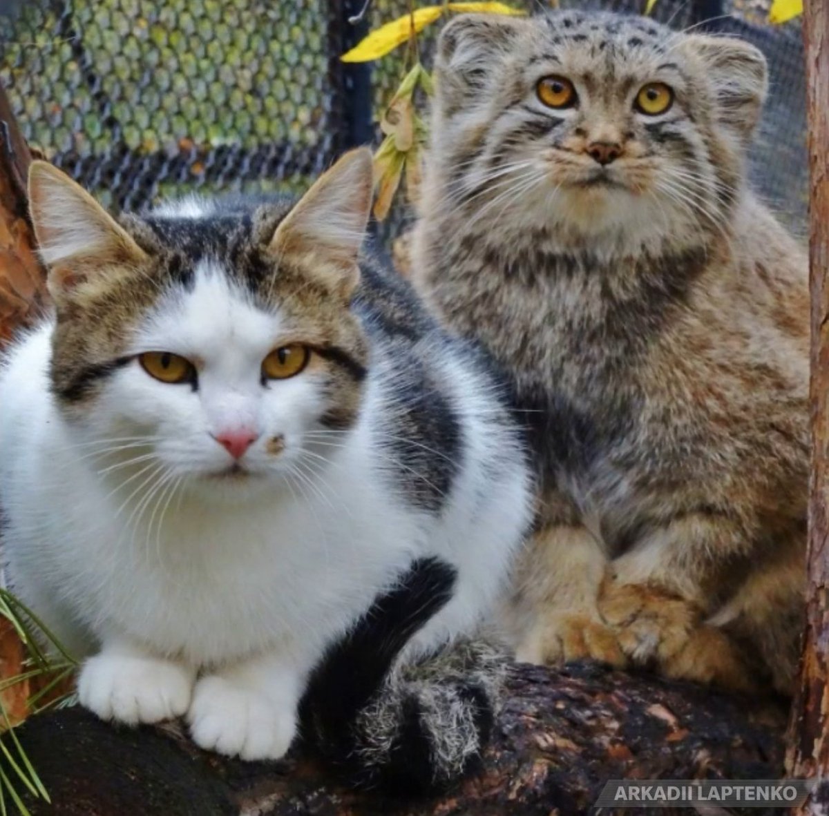 DailyMantle3's tweet image. he was raised by a regular ass cat 😭