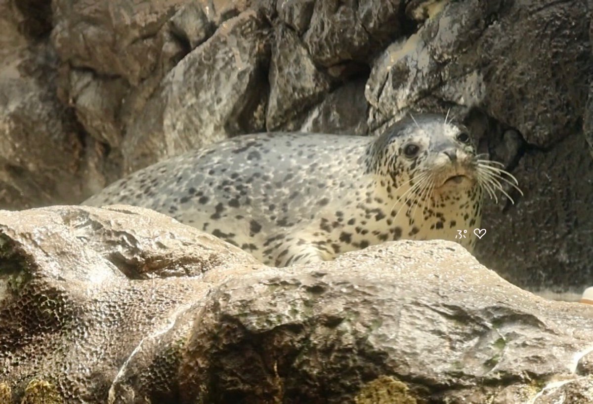 【廃盤希少】アストラル・アブノーマル鈴木さん ウルフなシッシーぶっこみEdt. あざまる(ぷ)🍠 (@3zo0401) / Posts / X