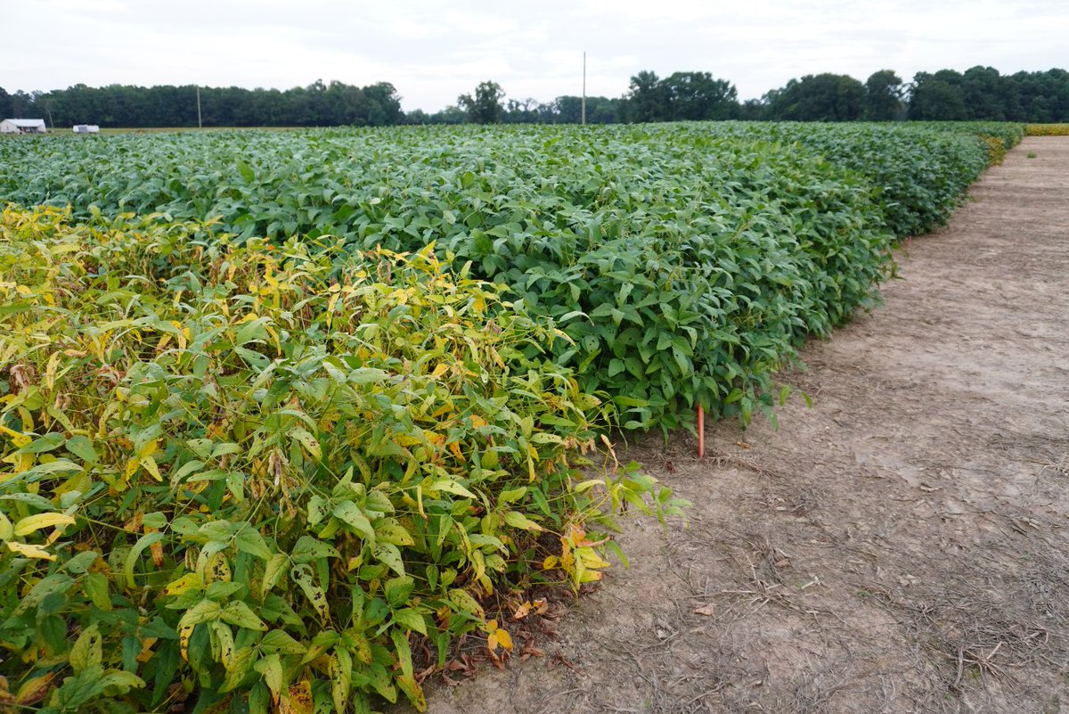 SoybeanScience1's tweet image. As #harvest25 wraps up farmers begin planning for #plant26! Learn how to diversify your soybean genetics with our fact sheet on choosing the right soybean variety: ow.ly/XZNy50Xn9eb #ScienceForSuccess #VarietySelection