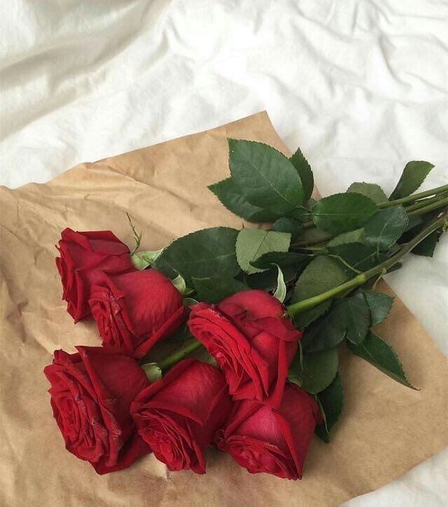 يا نبض القلب يا روح الروح ليك الروح تروح🌹