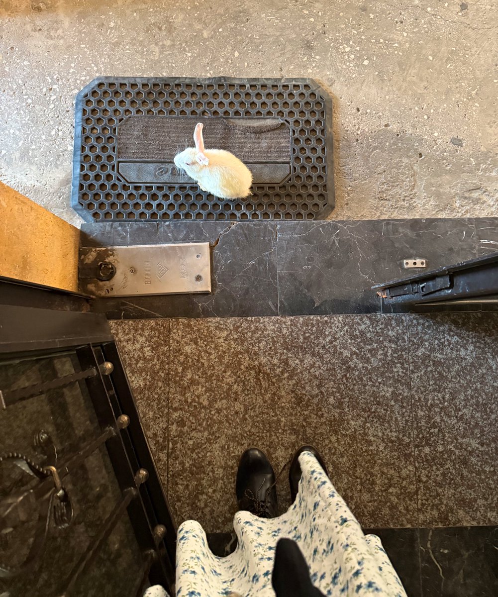 ناطور البناية 🐰