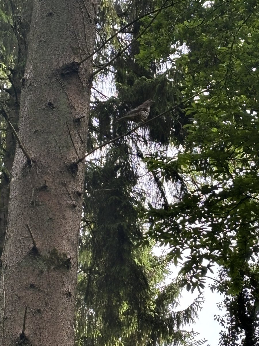 girlnthewoods's tweet image. summer