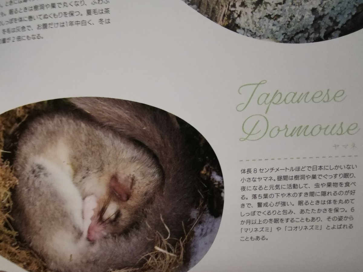 ヤマネの写真を選ぶ際に ヤマネのストックフォト(iStock) https://t.co/Umdlfc3rjd 海外のヤマネ科の種の写真です ...