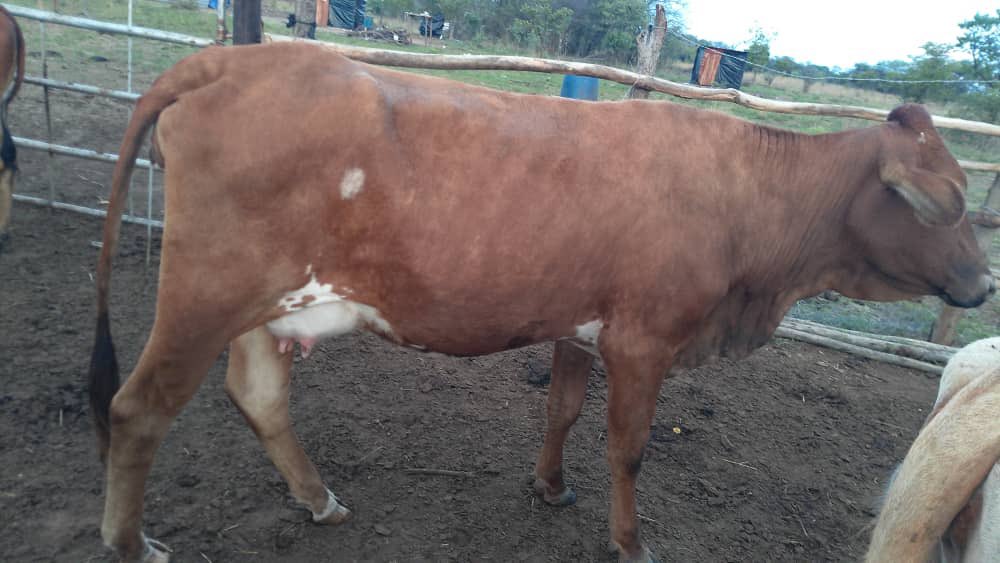 tmuchemwa's tweet image. It’s easy to read these motivational quotes until you’re the one in the situation —&amp;gt; Keep Clapping For Others Until It’s Your Time To Shine.

Our calving season is very late on account of a bad bout of January disease that hit the herd last year and the drought🤦🏾‍♂️