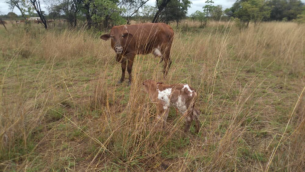 tmuchemwa's tweet image. It’s easy to read these motivational quotes until you’re the one in the situation —&amp;gt; Keep Clapping For Others Until It’s Your Time To Shine.

Our calving season is very late on account of a bad bout of January disease that hit the herd last year and the drought🤦🏾‍♂️
