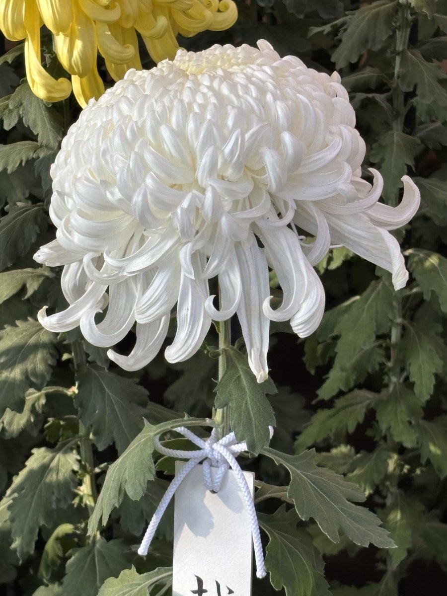 Post by 堀内雅人 on X: #菊 #新宿御苑