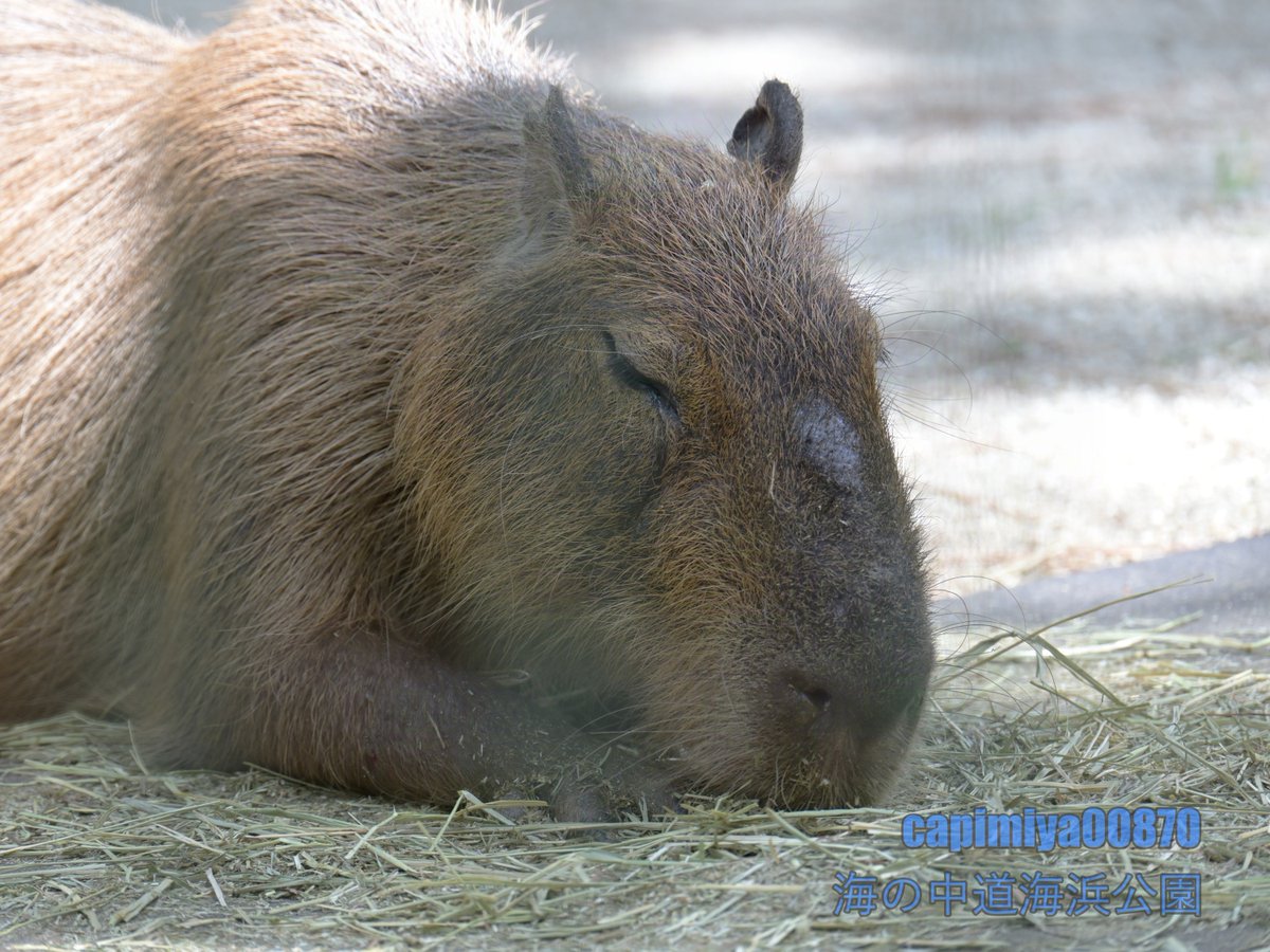 カピバラページ カピバラかぴばら (@capybara5179) / Posts / X