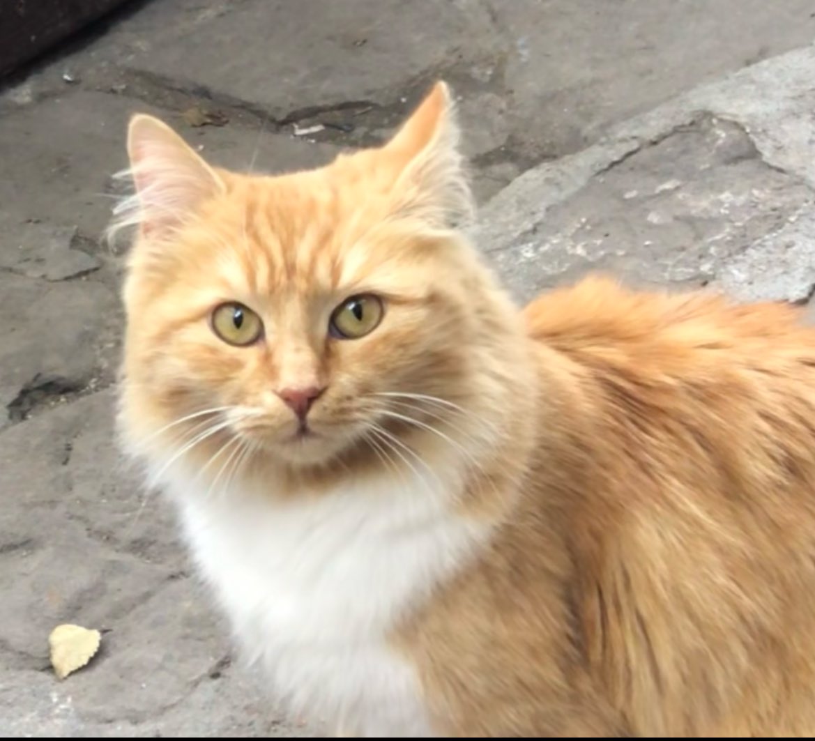 ann fleur (@norwellbuk) on Twitter photo 