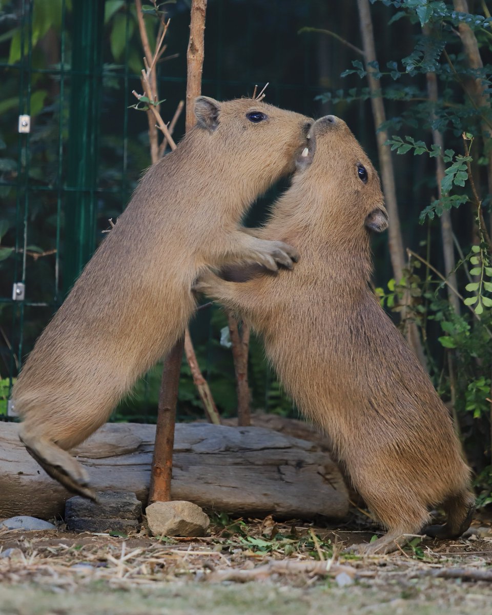 カピバラ子 0728ー0801 カピバラ子 0728ー0801 カピバラ子 0728ー0801