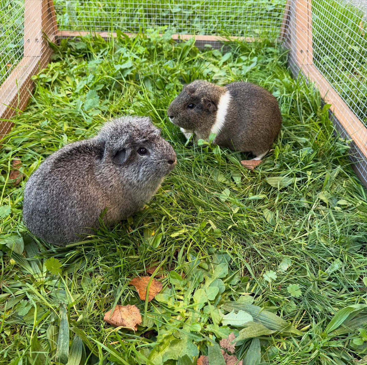 RedbridgeCS's tweet image. 📷 Insta Pigs! Guineas on the ’Gram! 📷
Our guinea pigs are officially moved into their new runs and happier than ever.
And… drumroll… meet our two new boys! (Photo one)📷📷
Name suggestions welcome in the comments!