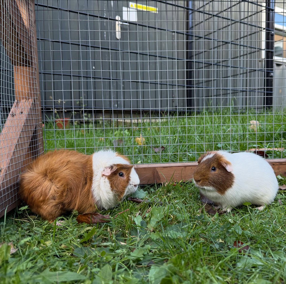 RedbridgeCS's tweet image. 📷 Insta Pigs! Guineas on the ’Gram! 📷
Our guinea pigs are officially moved into their new runs and happier than ever.
And… drumroll… meet our two new boys! (Photo one)📷📷
Name suggestions welcome in the comments!