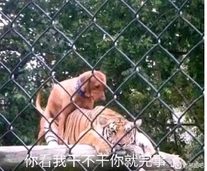 比特肥 || Bitfatty (🍀,🍀) tweet media