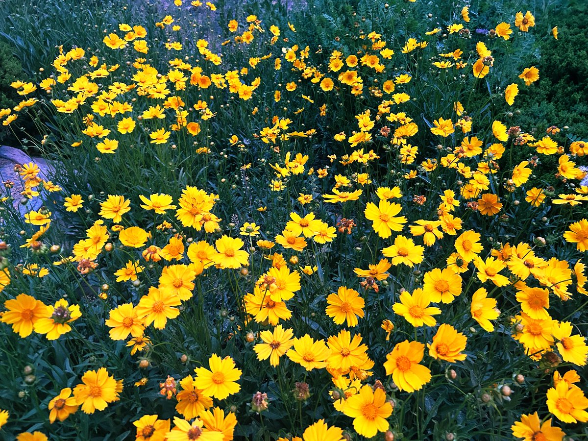 lycheeeee030's tweet photo. 故事的小黄花🌼 ^⦁᎑-^ ੭ https://t.co/c9MHgYROP1