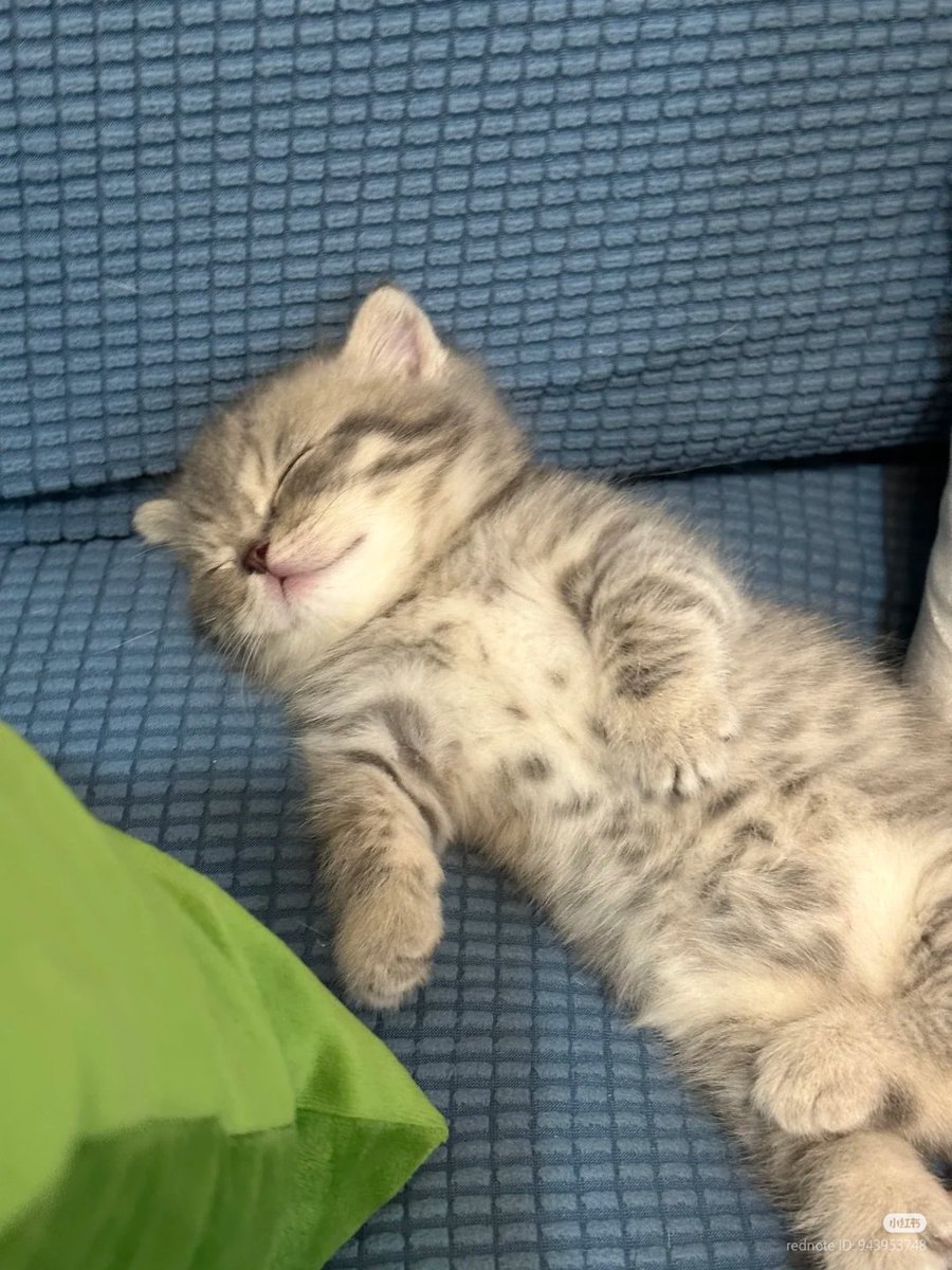 kitten_zukan's tweet photo. ᶻ 𝗓 𐰁 · . https://t.co/iO3unQAzBt