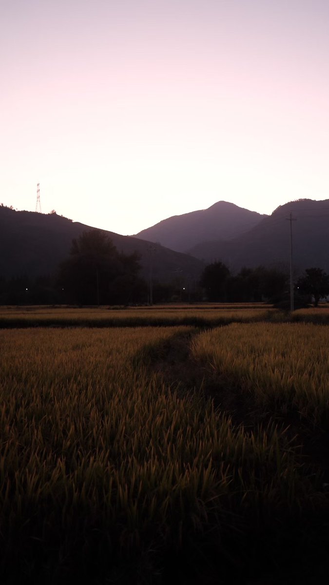 Littleone5232's tweet image. 秋天的稻田