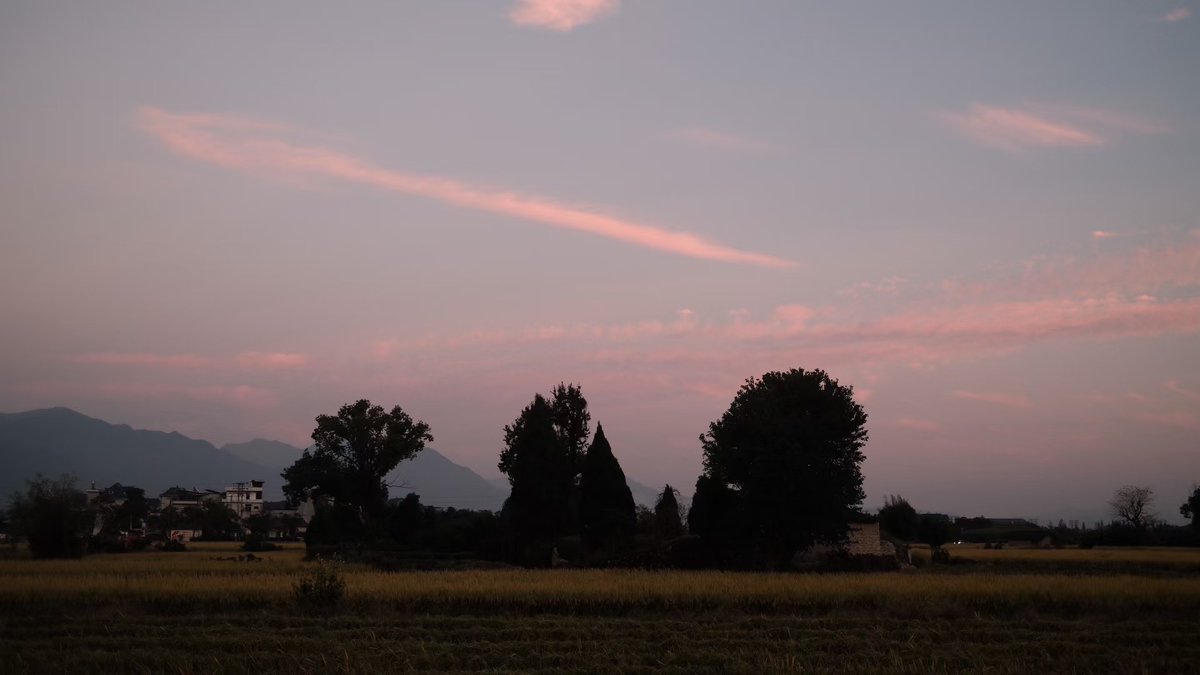 Littleone5232's tweet image. 秋天的稻田