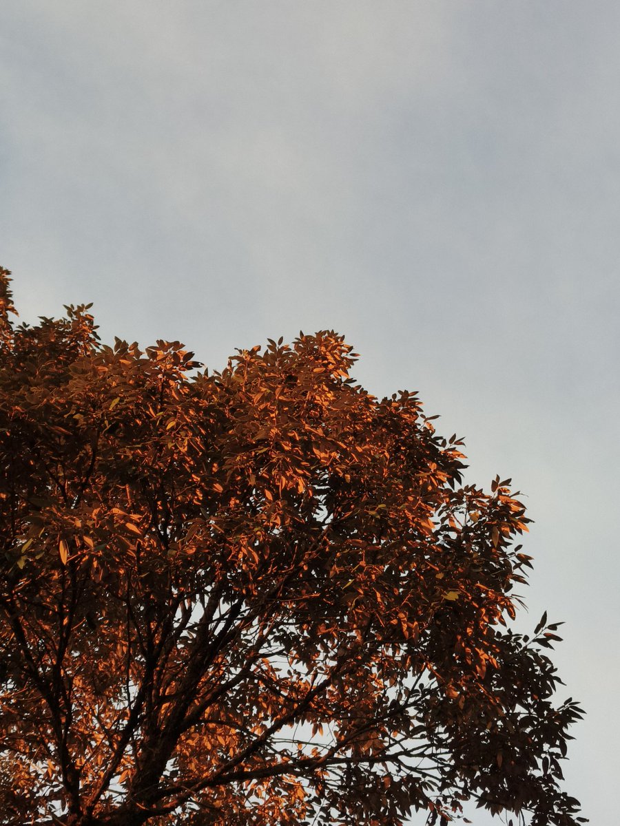 GM💎, This Feeling on Sunday Eve with warm sun, cozy winds and your deep thoughts. 💜🫰🏻