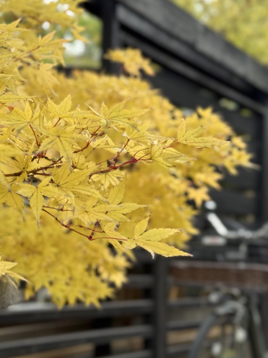 私の秋　　星野富弘

淋しい花の
咲いた木は
秋に葉っぱの
美しい木になった

私もどこか あの木に
にている
さあ 真っ赤な葉になろう
私の秋が来たんだ

⊹ ࣪˖ ┈┈ ˖ ࣪⊹ ┈┈⊹ ࣪˖ ┈┈˖ ࣪⊹┈┈ ˖ ࣪⊹

いつもありがとうございます(*´˘`*)🫧
短い秋を満喫してください🍂🍁ヽ(´▽｀)/