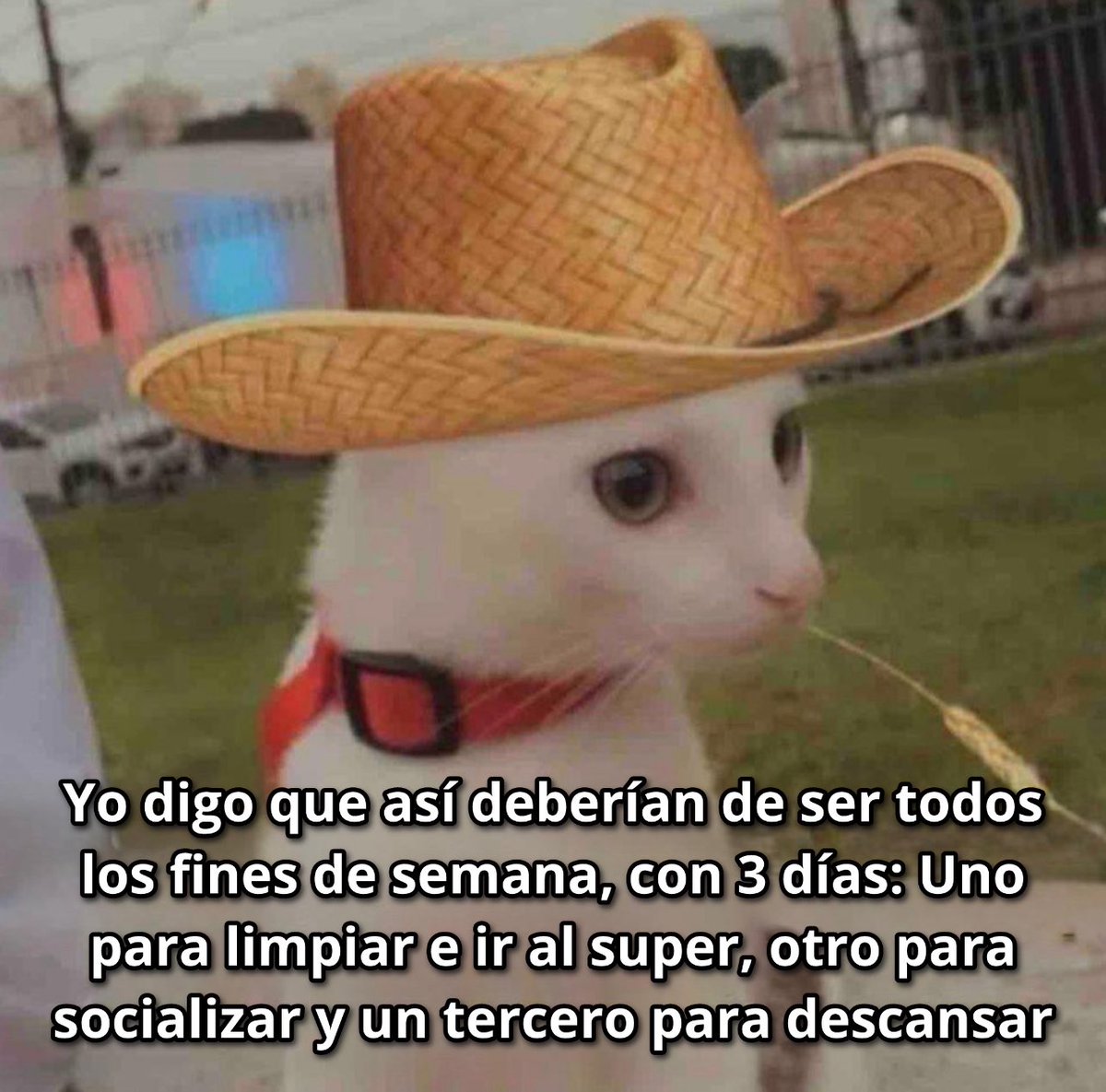 El Guarromántico tweet media