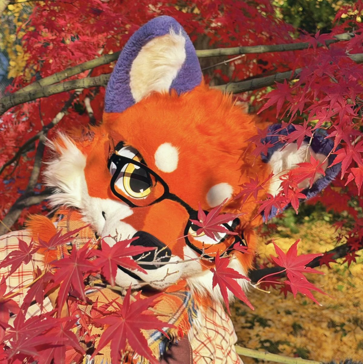 大坏狐狸 (@bubo_li) on Twitter photo 