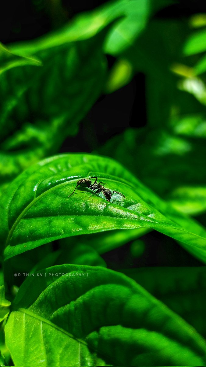 Iam_RITHIN_KV's tweet image. A tiny world resting on a single leaf.
The same little traveler, but from a new angle  proving that every perspective uncovers a different story in nature.

#MacroNature | #NaturePhotography