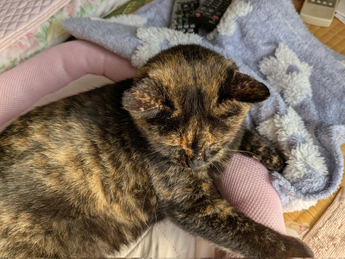 ナオ☘️ (@KzhFdS73plONkf6) / Posts / X