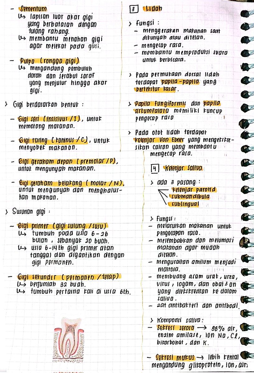 jouunotes's tweet photo. Mata Pelajaran: Biologi
Materi: Sistem Pencernaan https://t.co/aW7g2FXJ1d