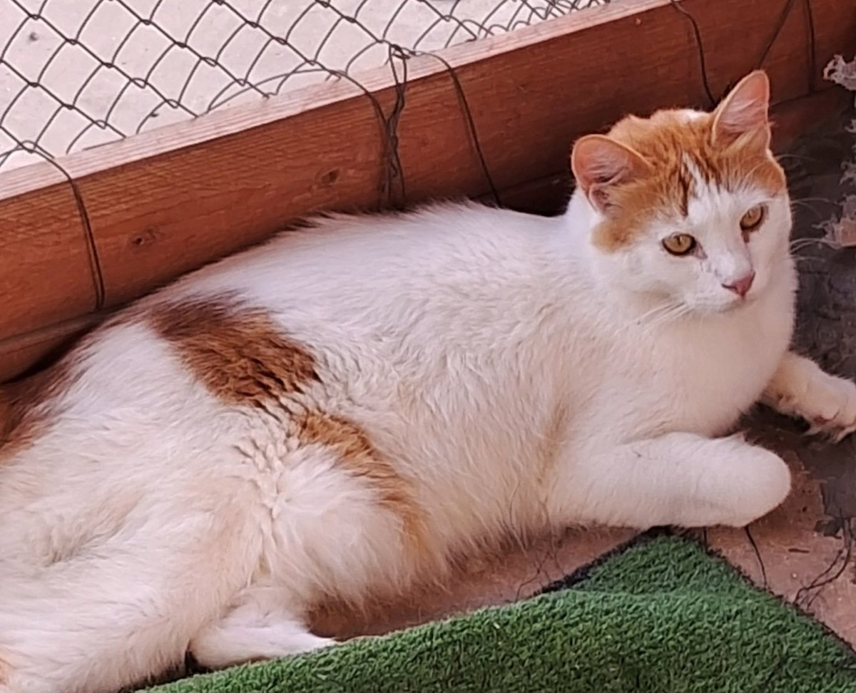 AnimalFriendsAF's tweet image. 🚨 LIFE-OR-DEATH 🚨
This is not just a plea… it is a scream from the heart of despair. 💔
The innocent souls of AFS are fading fast. Their tiny bodies grow weaker by the hour starving, sick, freezing fighting for breath in a world that has turned its back on them. 🐾❄️ Their…