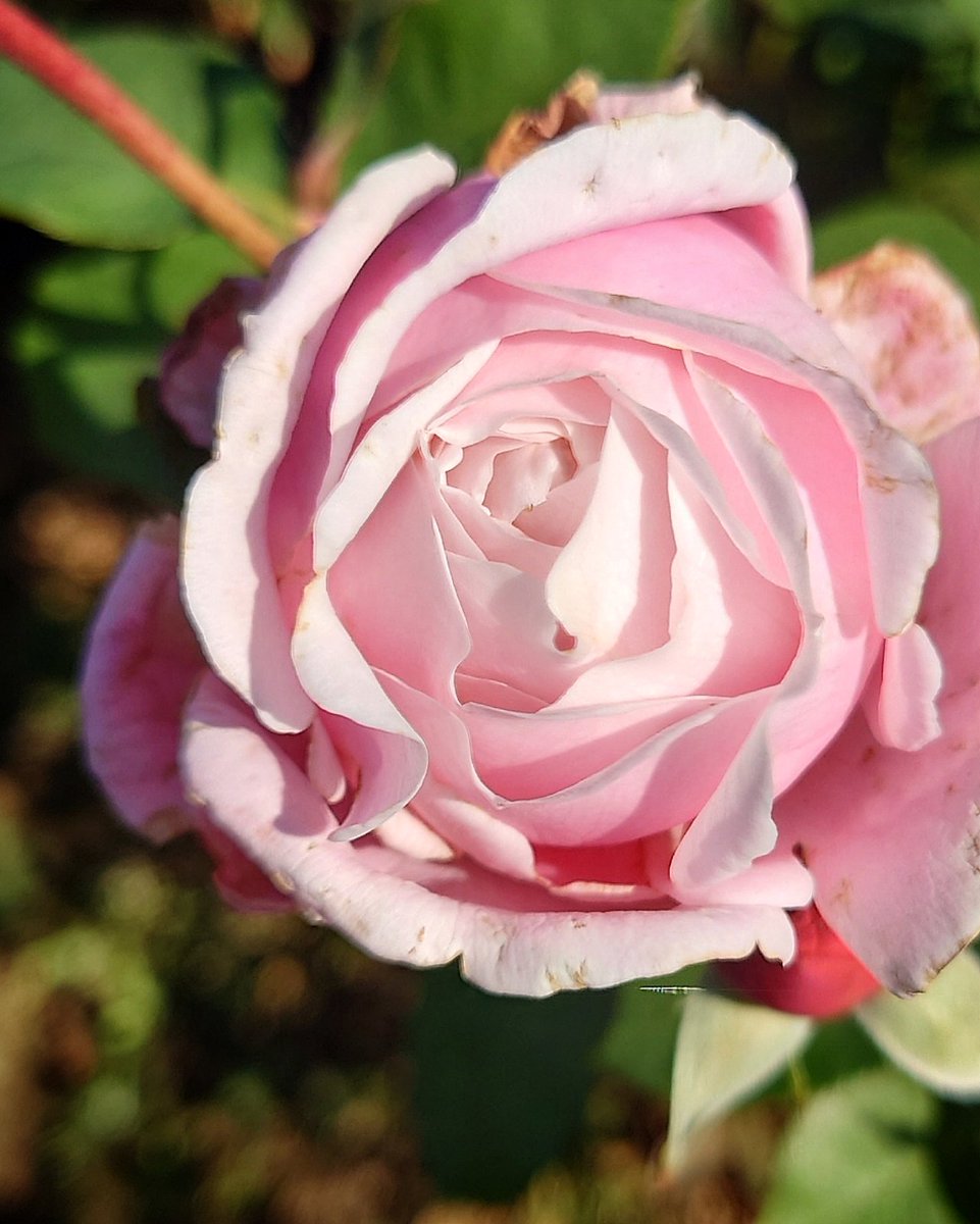 薔薇苗　希少　❤️紅白の絞り❤️ かＯＲＩ　　① 楽天市場】バラ苗 リトルアーチスト つるバラ クライミング ローズ 赤