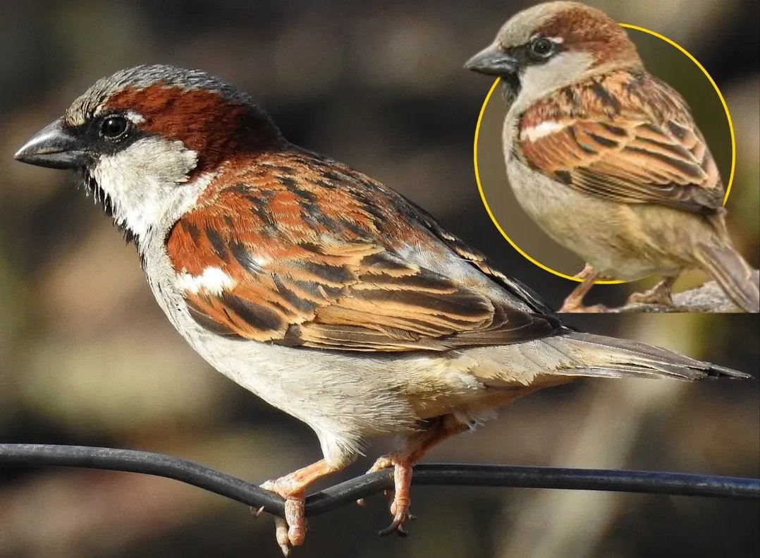 WokePandemic's tweet image. The bird which lived in almost every Indian home vanished and nobody talks or care about it anymore.

I had atleast 3 nests of these birds in home long back.

Why did it vanish?