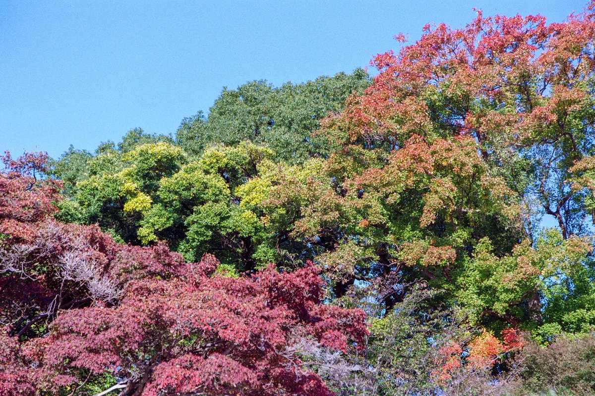 yukihasu0204's tweet photo. 土曜日の皇居お散歩📷 その2
フィルムカメラだけで(・∀・)
紅葉🍁所々いい感じでした〜 見頃は来週かな
#ファインダー越しの私の世界 #キリトリセカイ #filmphotography #proimage100 https://t.co/yKkUUV72Ip