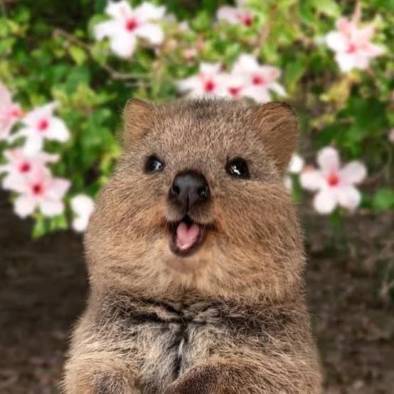 danzinho0008's tweet image. o quão Quokka voce é?

tem entre 40 e 54cm ❌
pesa de 2 a 5kg ❌
gosta de fazer lanches noturnos ✅
ri o tempo todo ✅
muito curioso ✅
sociável ✅
gosta de trilhas✅ ❌
tira muitos cochilos✅ 
pula quando ta com medo❌