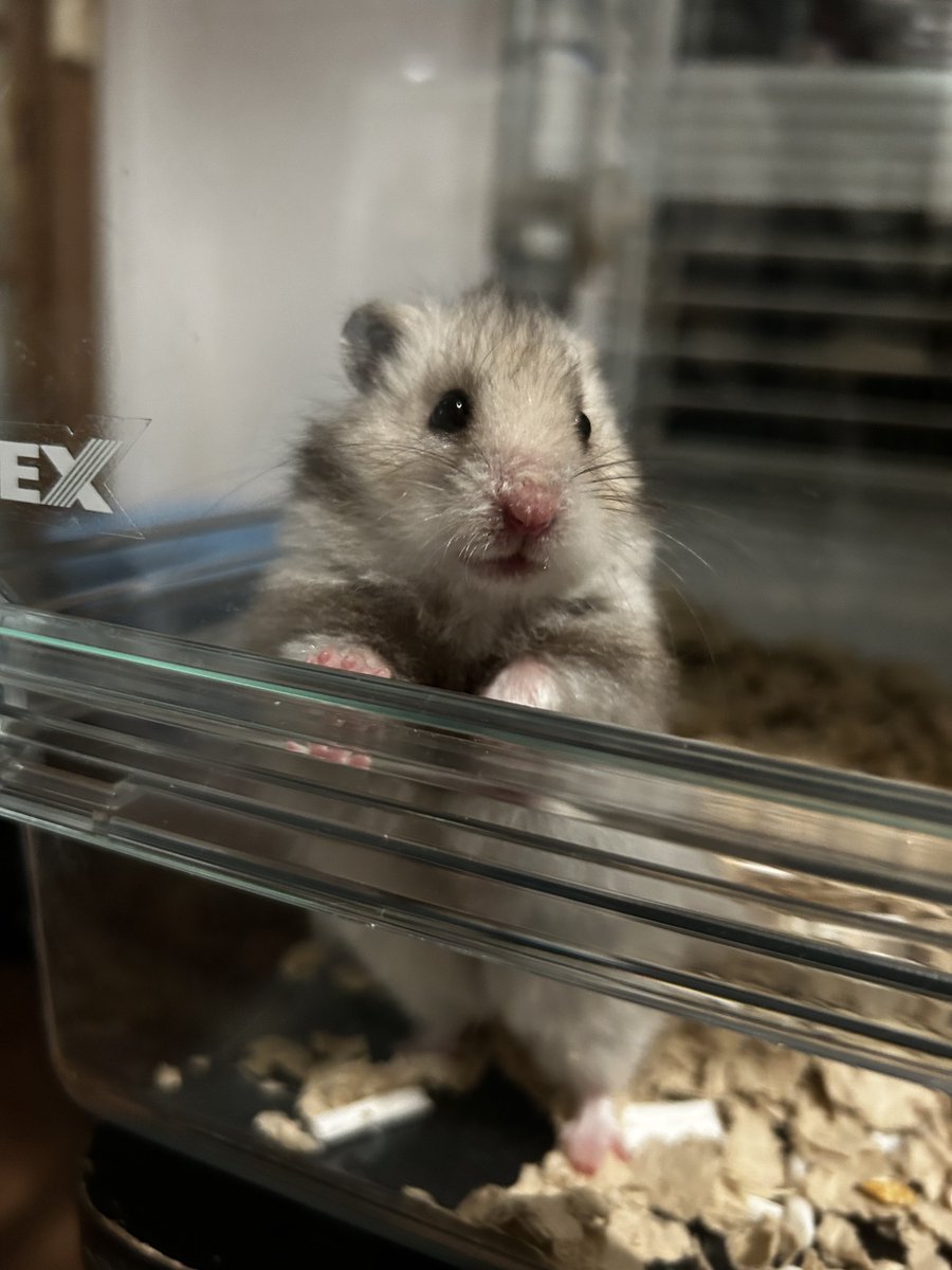 かおかわいすぎるわあなた