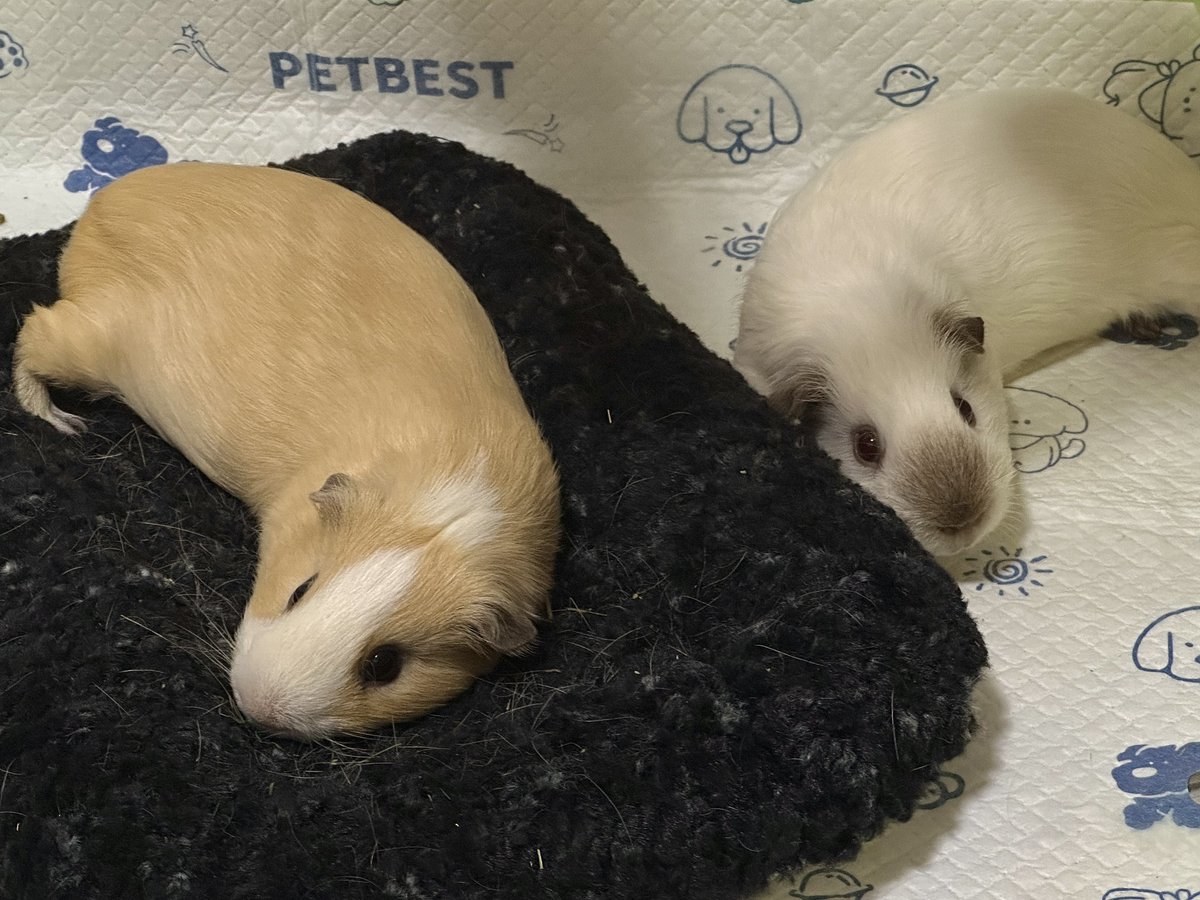 ㅁㅉㅇㅈㅁ tweet media