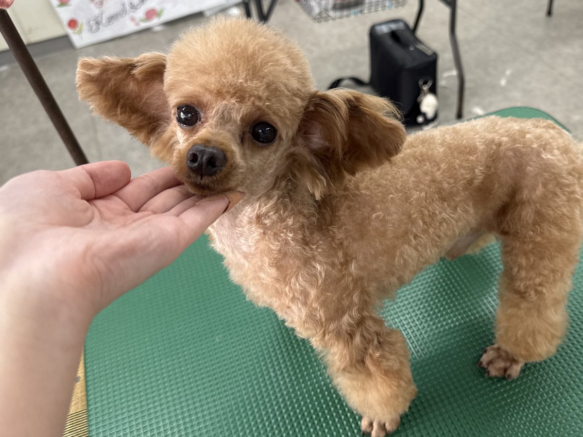 4lxn__'s tweet image. 今はトリマー学生として頑張ってます