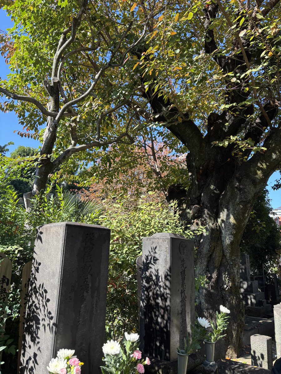 myjackman0428's tweet photo. 祖母のお墓参りに小石川のお寺へ。桜の老木に見守られるお墓をきれいにして近況報告。
その後小石川後楽園を散歩したいというので両親を連れて足を伸ばしてきました。紅葉の見頃にはちと早かった！暑くて汗だく💦昨日の公演疲れで足腰ヨ���ヨレなのに13000歩！80半ばの両親の健脚も大したものだ😳 https://t.co/2W2VF8qyde