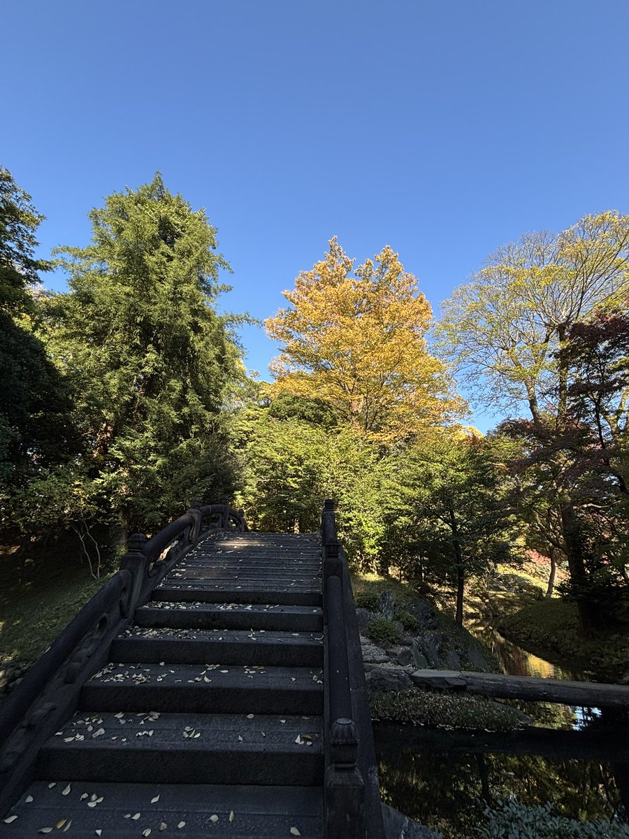 myjackman0428's tweet photo. 祖母のお墓参りに小石川のお寺へ。桜の老木に見守られるお墓をきれいにして近況報告。
その後小石川後楽園を散歩したいというので両親を連れて足を伸ばしてきました。紅葉の見頃にはちと早かった！暑くて汗だく💦昨日の公演疲れで足腰ヨ���ヨレなのに13000歩！80半ばの両親の健脚も大したものだ😳 https://t.co/2W2VF8qyde