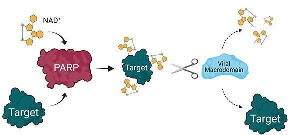 KU Biology tweet media