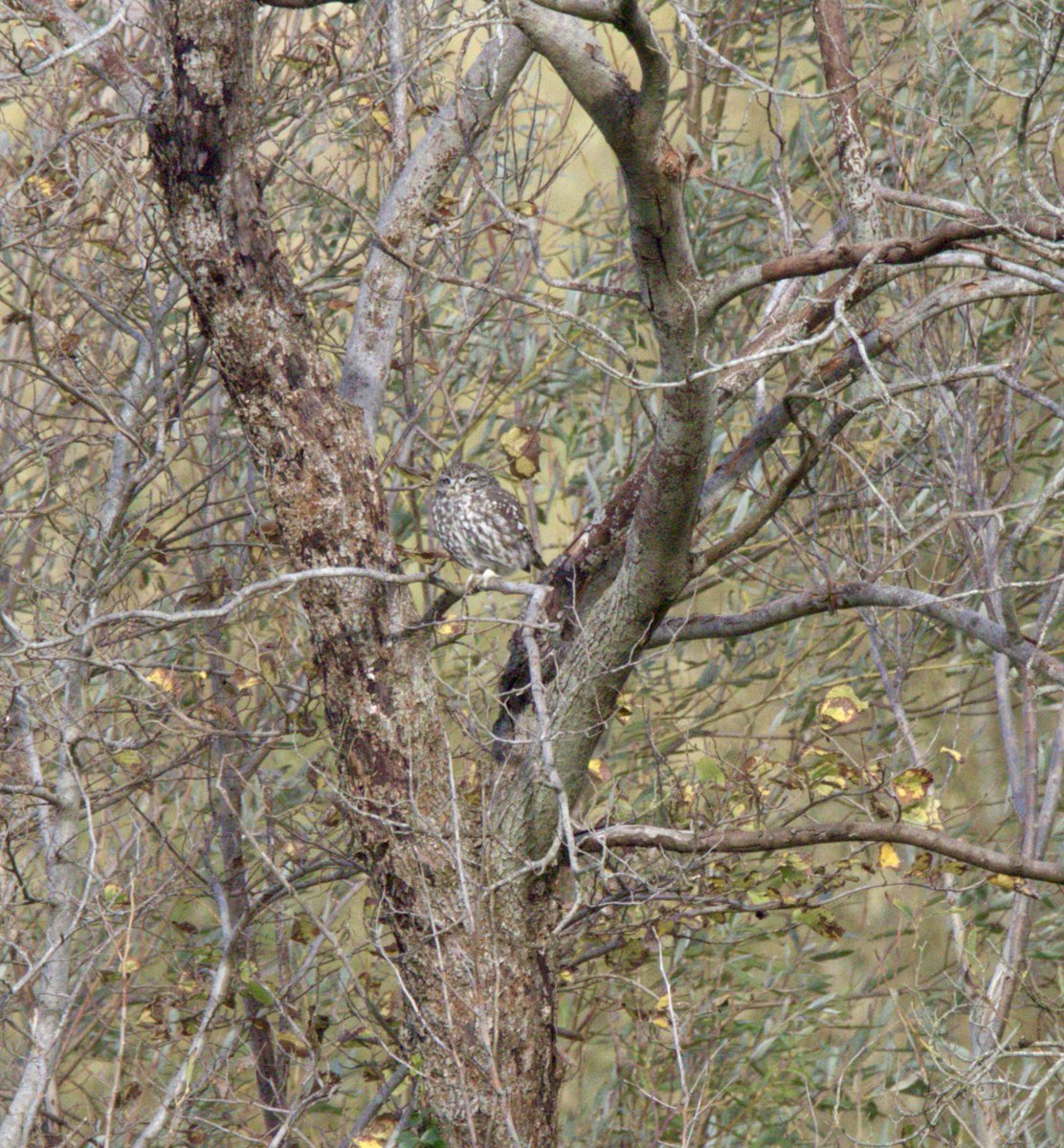 Caught a glimpse of a little owl resting quietly among the branches whilst carrying out a site survey. #littleowl