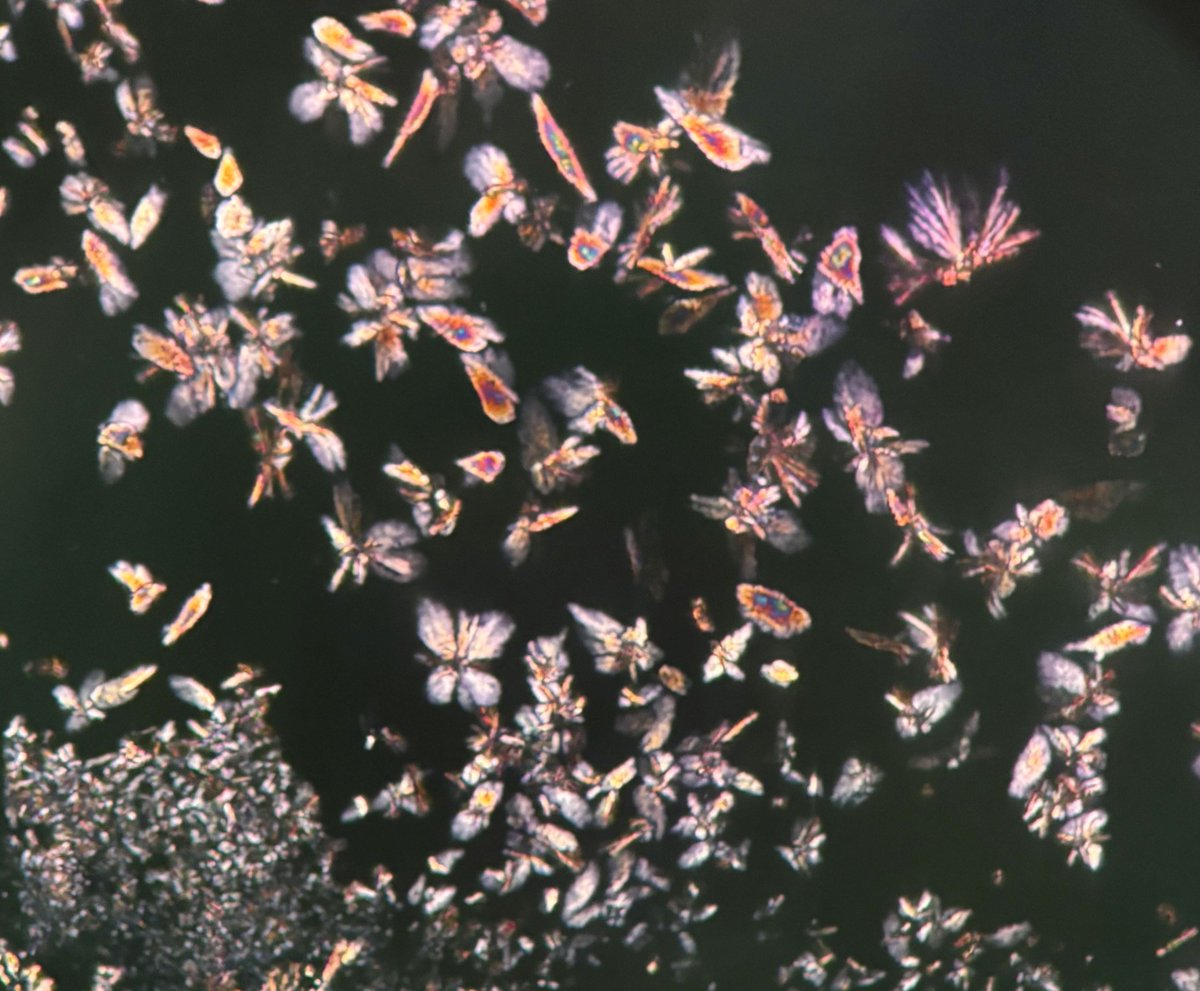 UTHoustonPath's tweet image. Congratulations to @parul_tan for winning the #UTHoustonPath 2025 #PathArt contest with &quot;Gouty Butterfly Garden&quot;!  👏👏🔬🎨 #PathX #Pathtopath