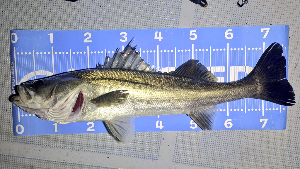 釣果の方は3名様で コノシロ系、ビッグベイト主体に ゴリゴリの