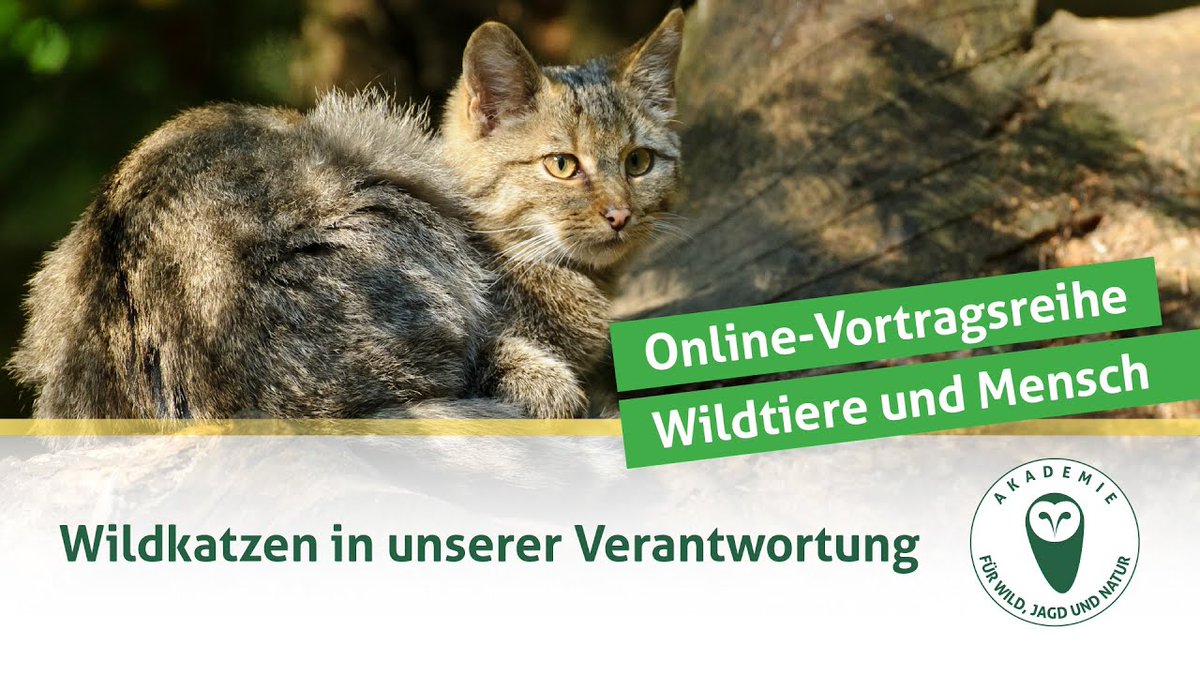 DJV-Online-Vortragsreihe "Wildtiere und Mensch" | Wildkatzen in unserer Verantwortung dlvr.it/TPJr61
