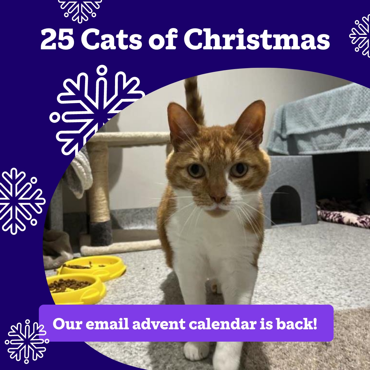 CatsProtection's tweet image. Every day, a new cat. Every story, a reason to smile! Sign up for our digital advent calendar and meet some of the cats we have helped this year. Get your dose of festive cheer: spr.ly/25CatsAdvent 🎄 🐱