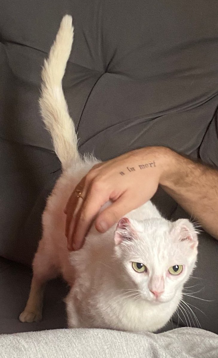 pinkvichy's tweet photo. Já que a Celeste trouxe um monte de gente aqui, vou contar pra vcs sobre nossos outros pets!! 
Por ordem das fotos, temos o Lui, a Luna, a Carmela e a Celeste ✨ https://t.co/s5bcwb4kuG