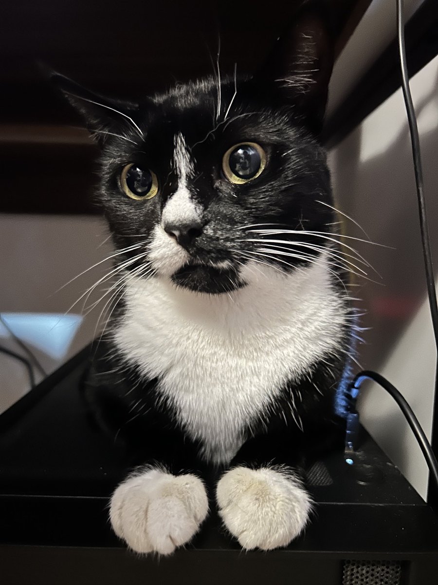 pinkvichy's tweet photo. Já que a Celeste trouxe um monte de gente aqui, vou contar pra vcs sobre nossos outros pets!! 
Por ordem das fotos, temos o Lui, a Luna, a Carmela e a Celeste ✨ https://t.co/s5bcwb4kuG